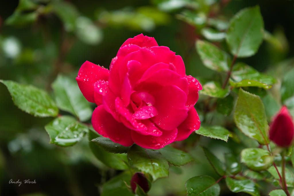 Flowers-0743.jpg