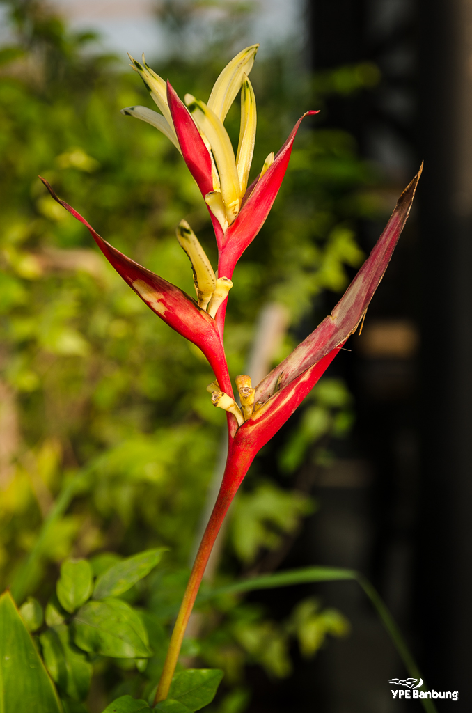 flowers-1.jpg