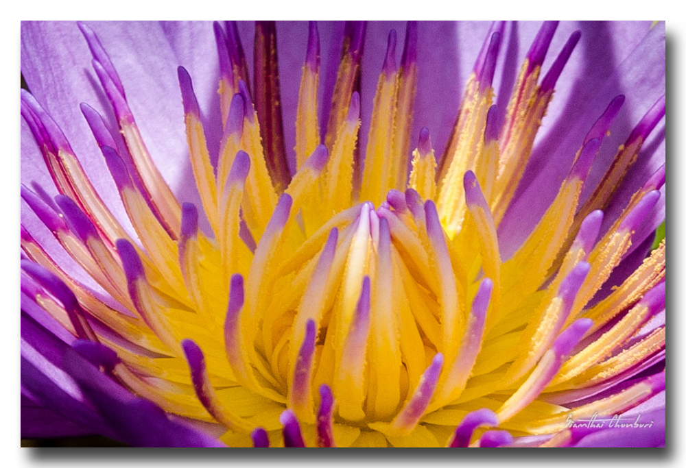 flowers-1.jpg
