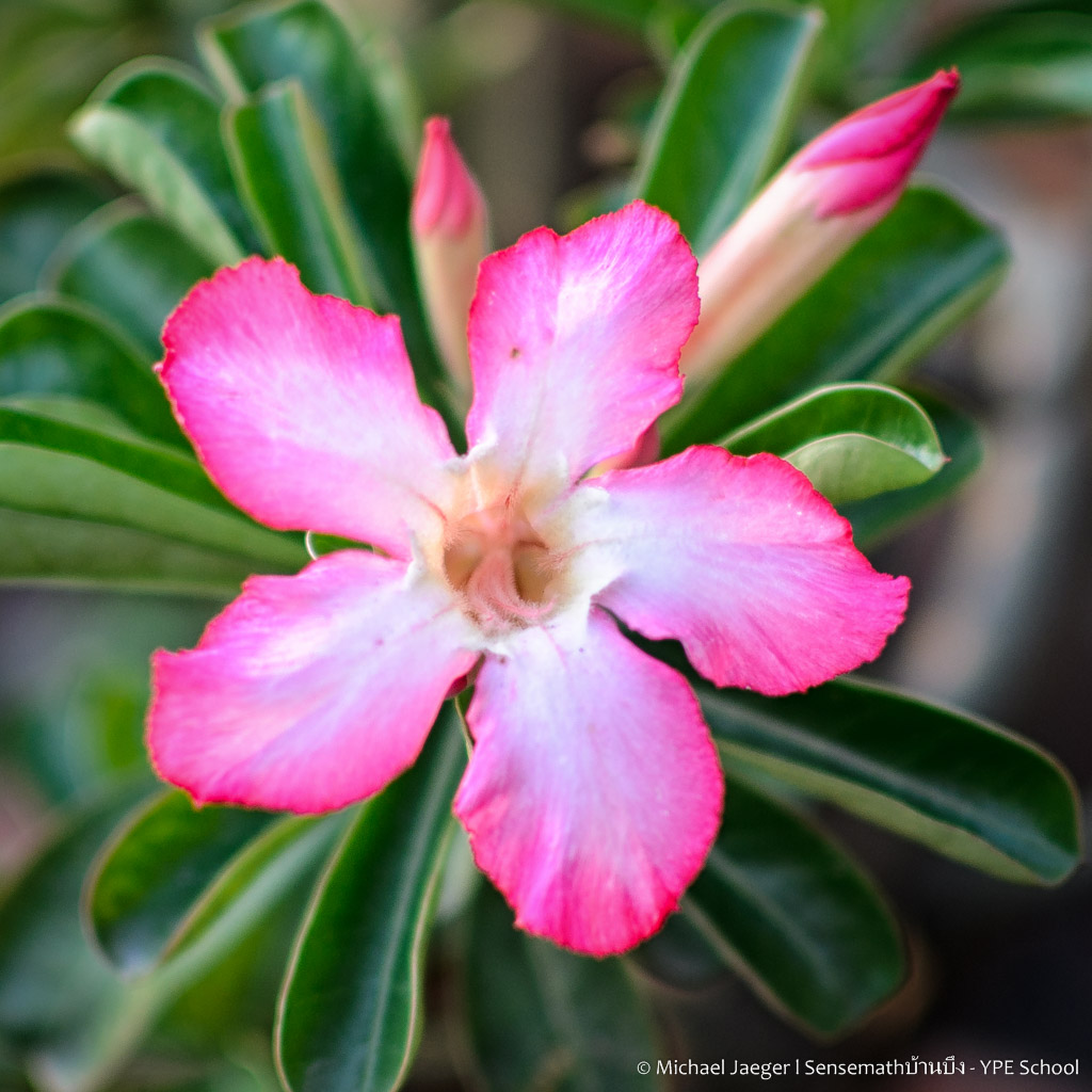 flowers-1.jpg