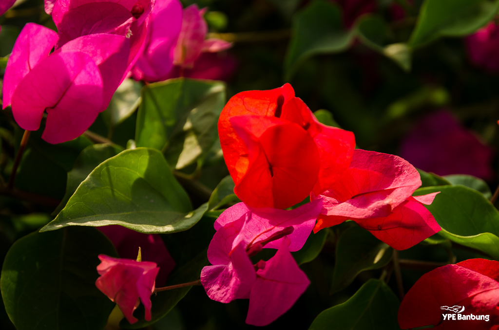 flowers-2.jpg