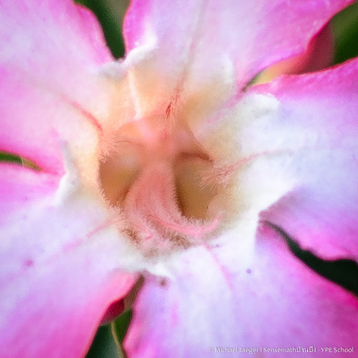 flowers-2.jpg