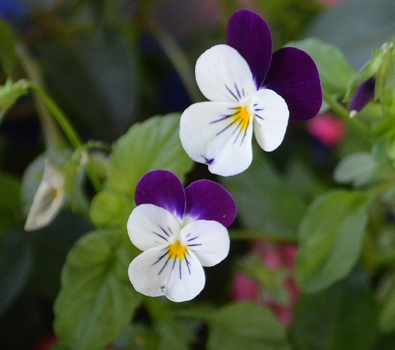 FLOWERS 3 002 (800x709).jpg
