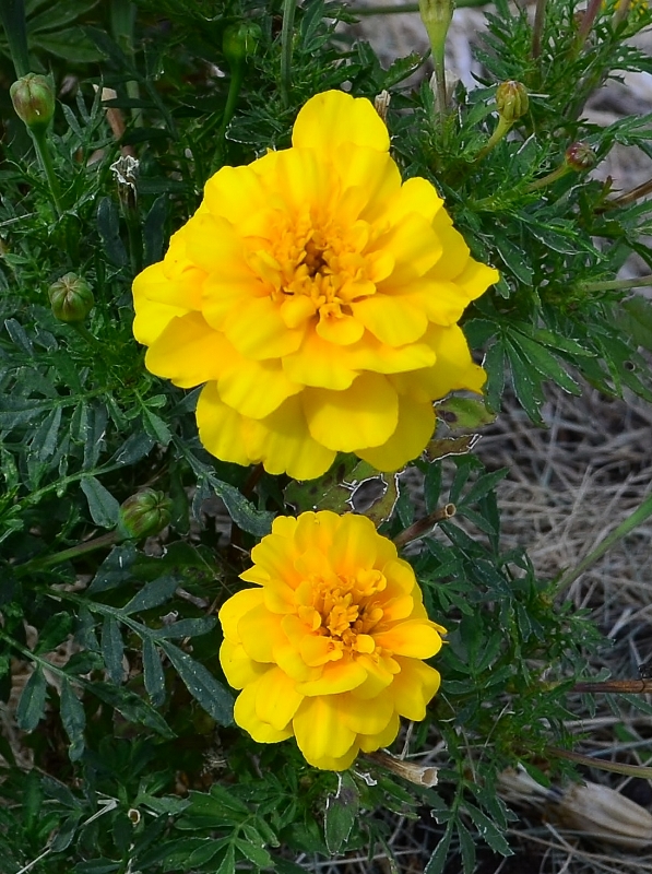 FLOWERS 3 033 (597x800).jpg