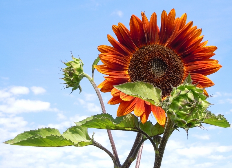 FLOWERS 3 059 (800x580).jpg