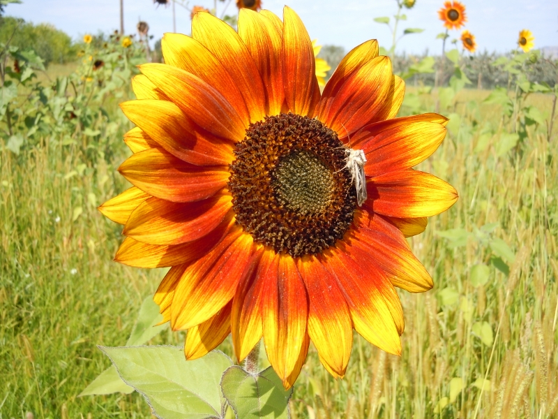 FLOWERS 3 064 (800x600).jpg