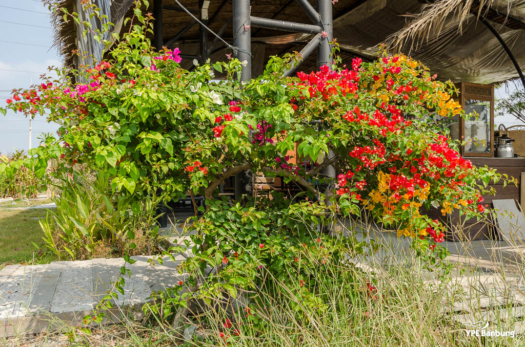 flowers-3.jpg