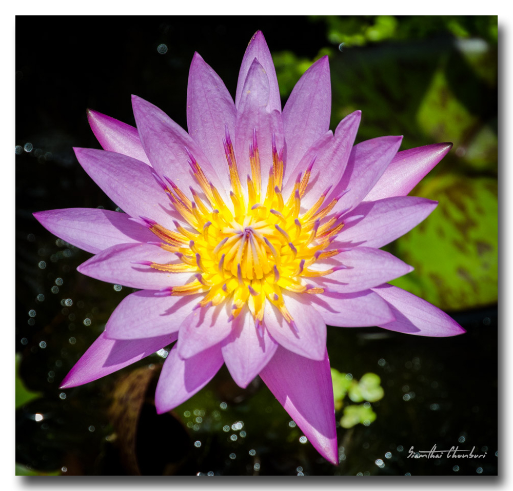 flowers-3.jpg