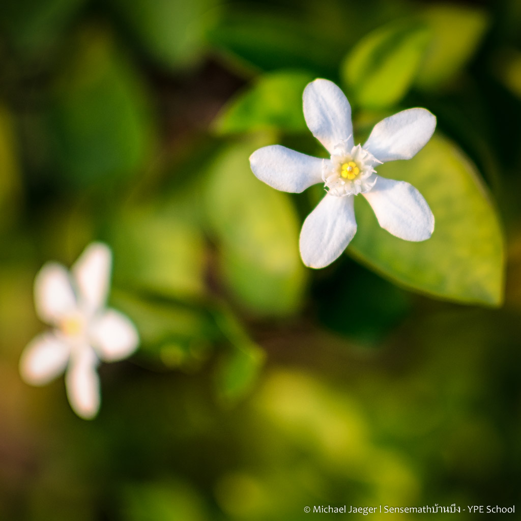 flowers-3.jpg