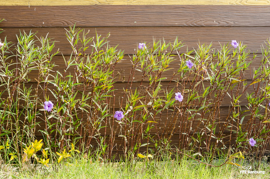 flowers-4.jpg