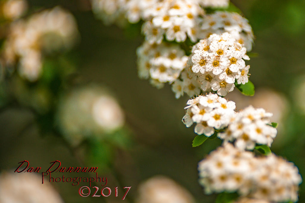 Flowers-4942.jpg