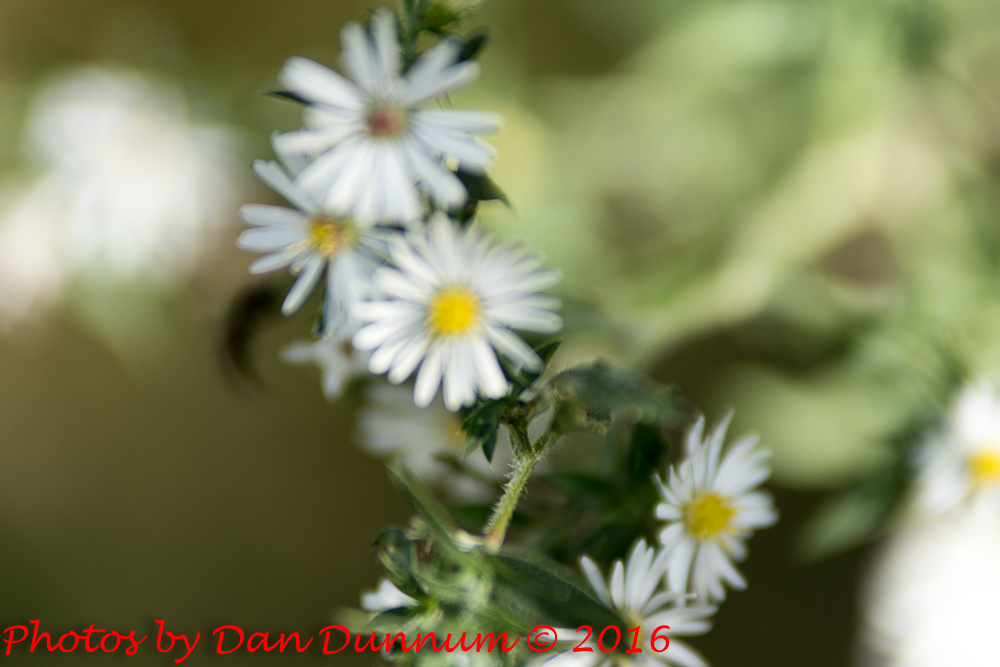 flowers-5147.jpg