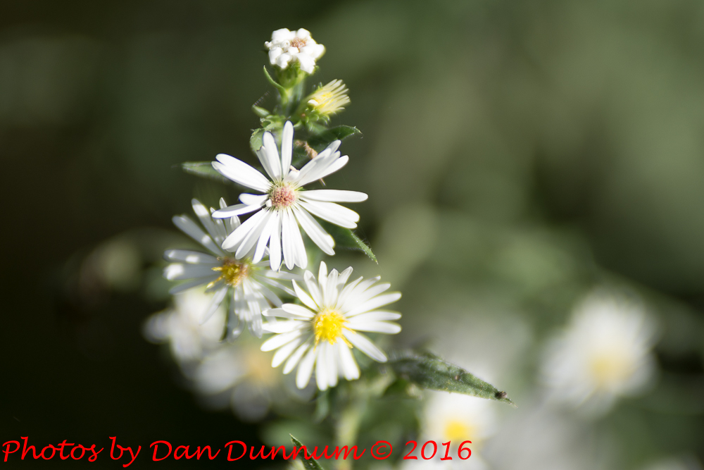 flowers-5154.jpg