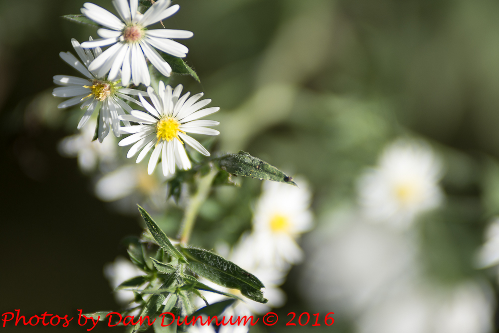 flowers-5155.jpg