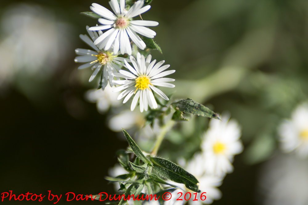flowers-5157.jpg