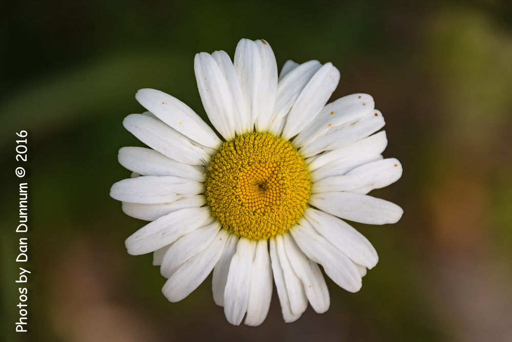 flowers-8628.jpg