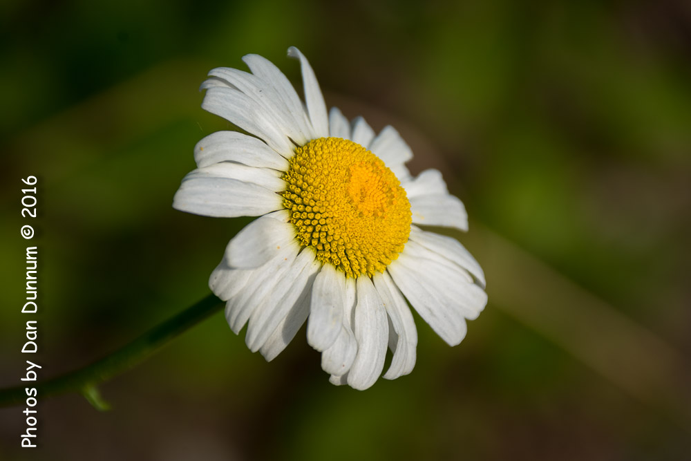 flowers-8635.jpg