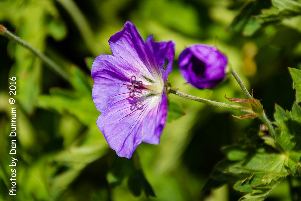 flowers-8640.jpg