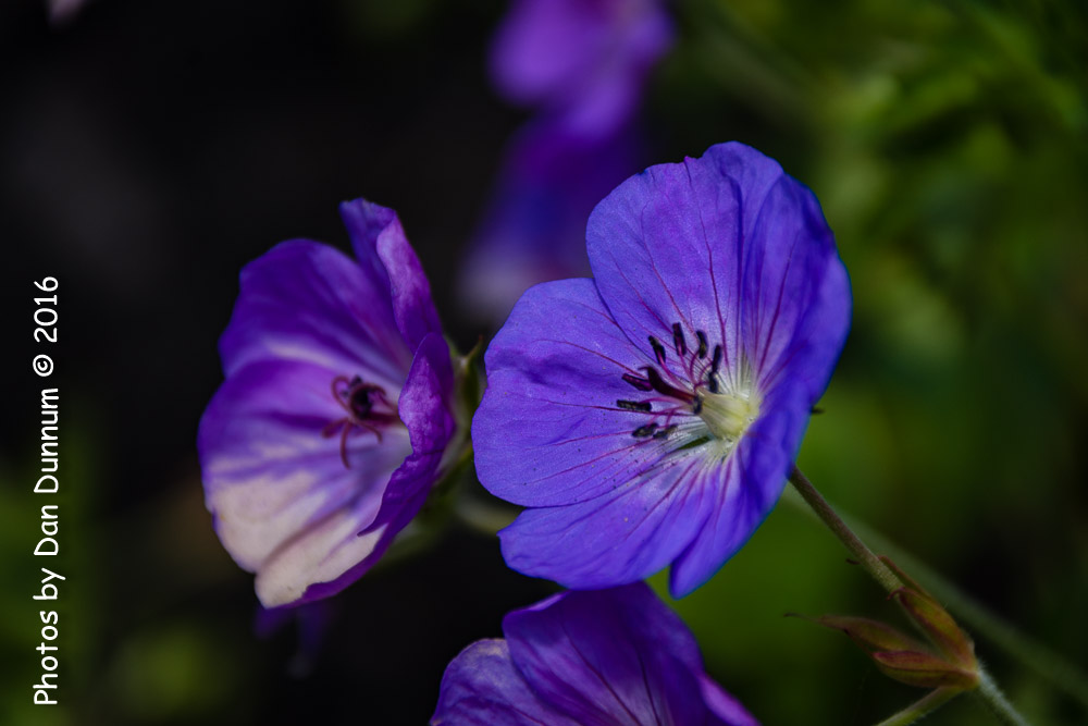 flowers-8642.jpg
