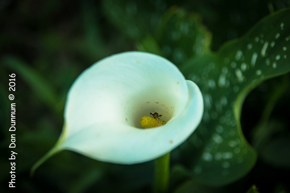 Flowers-8896.jpg