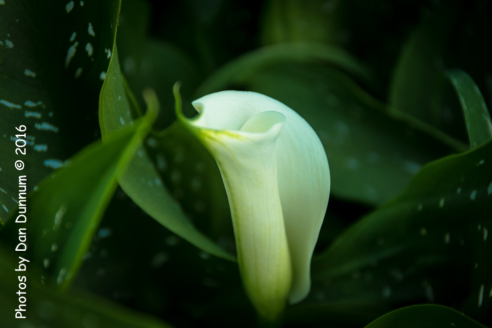 Flowers-8898.jpg