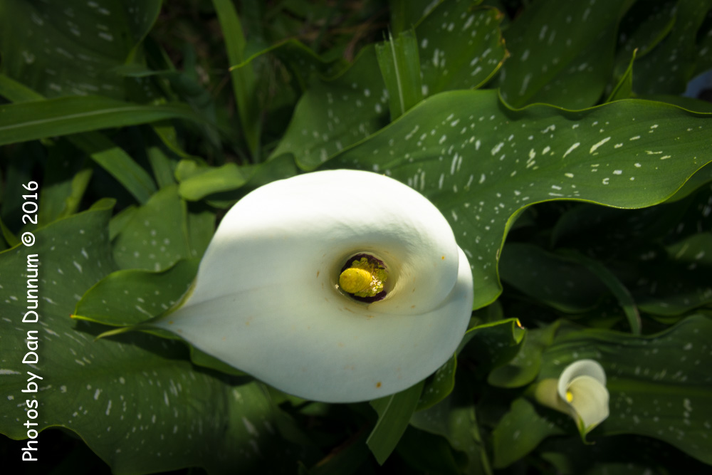 Flowers-8906.jpg