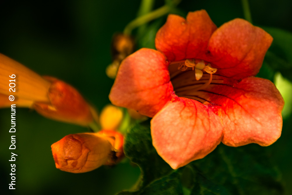Flowers-9337.jpg