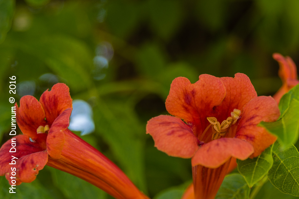 Flowers-9342.jpg
