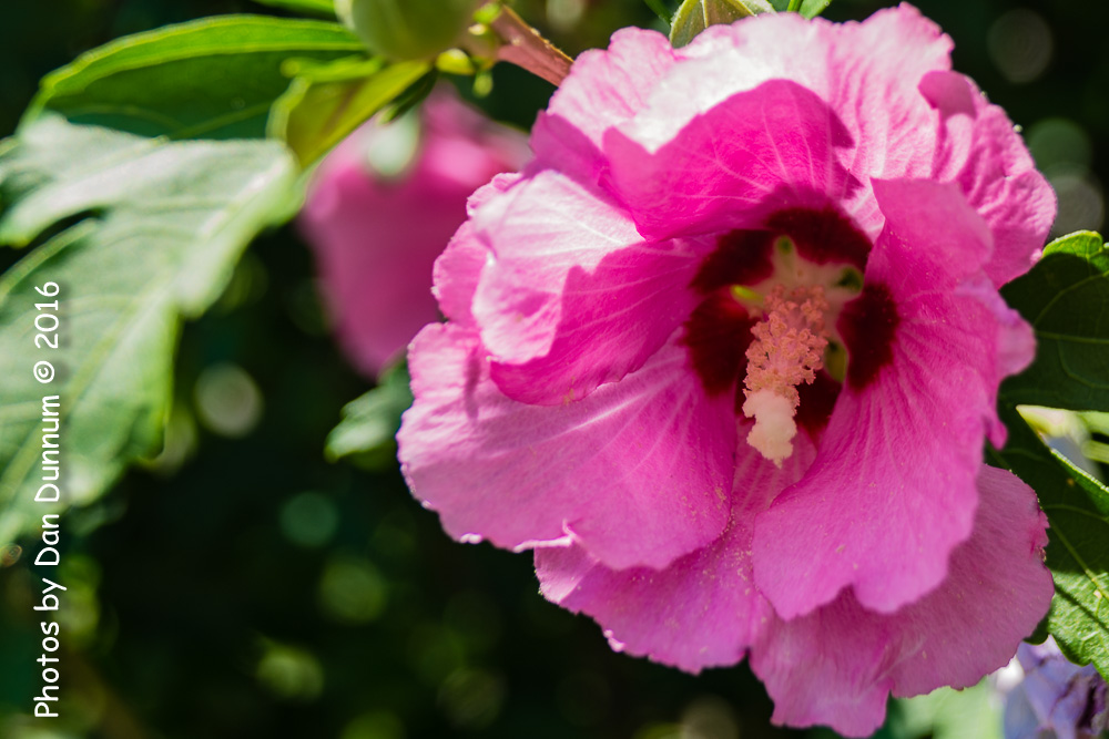 Flowers-9351.jpg