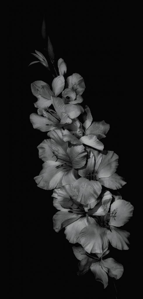 flowers blk and wht 1200.jpg