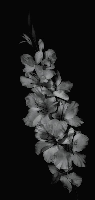 flowers blk and wht 800.jpg