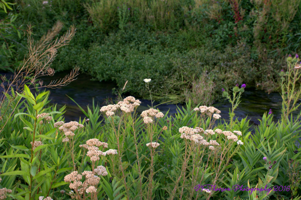 Flowers by the River 8-11-2016.jpg