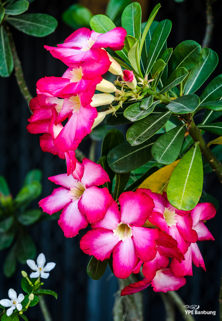 flowers-in-the-morning-1.jpg