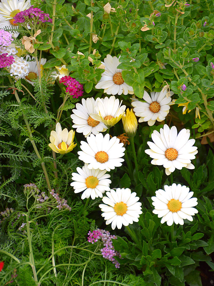 Flowers.jpg