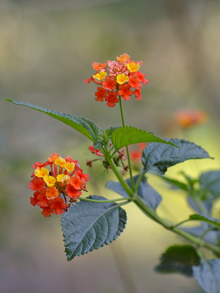 Flowers.jpg