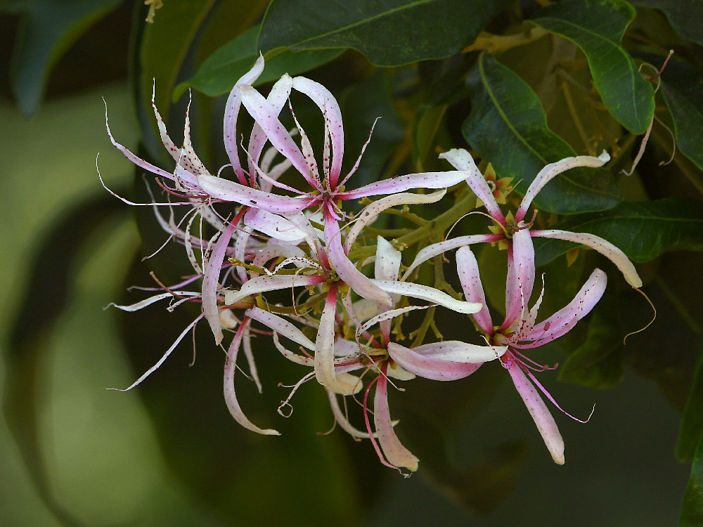 Flowers.jpg