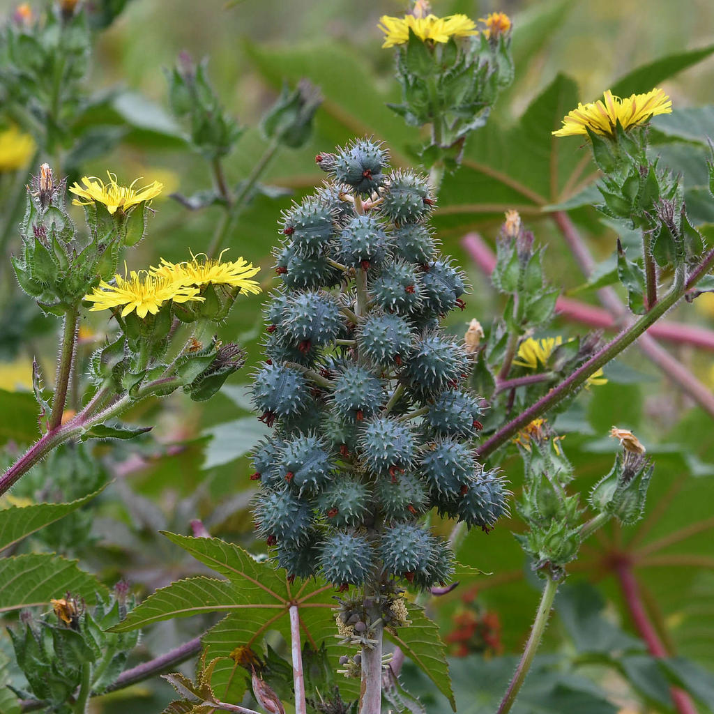 Flowers.jpg