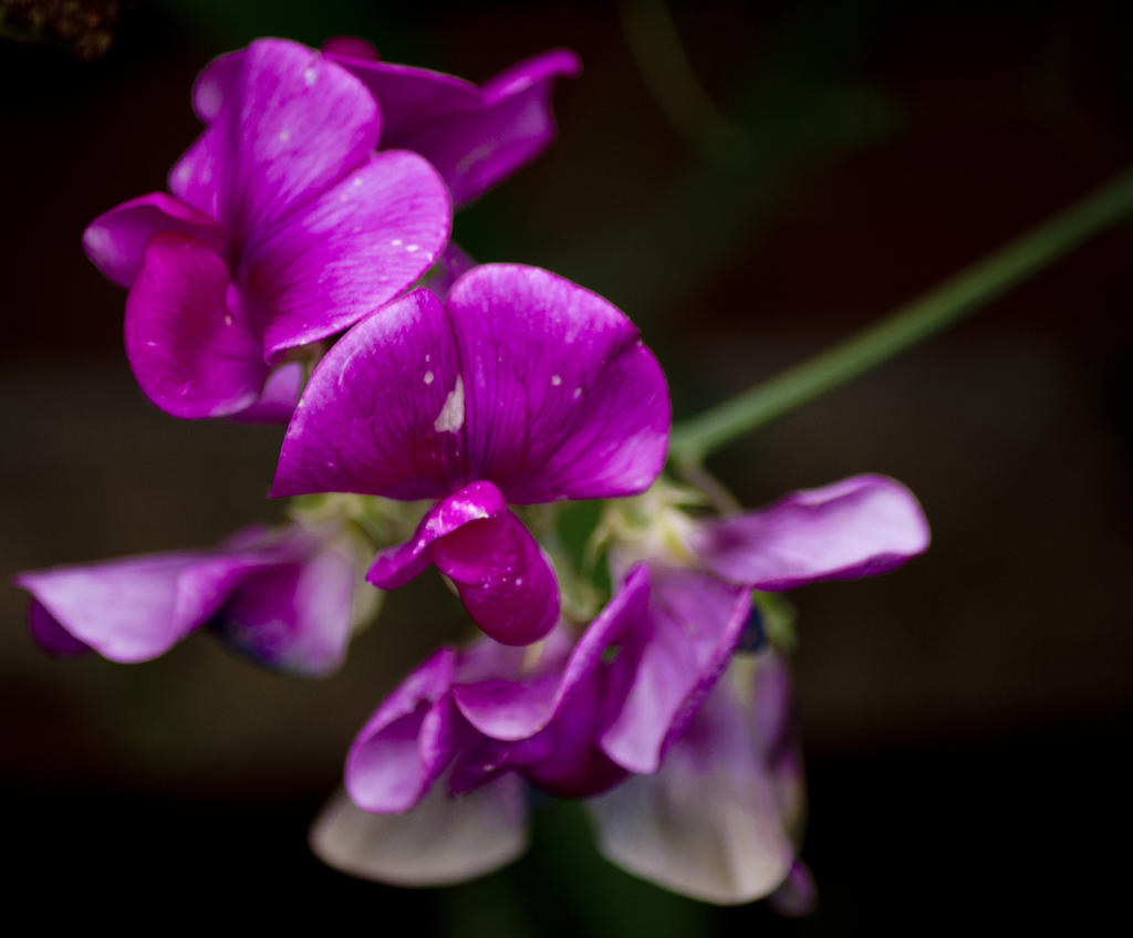 flowers.jpg