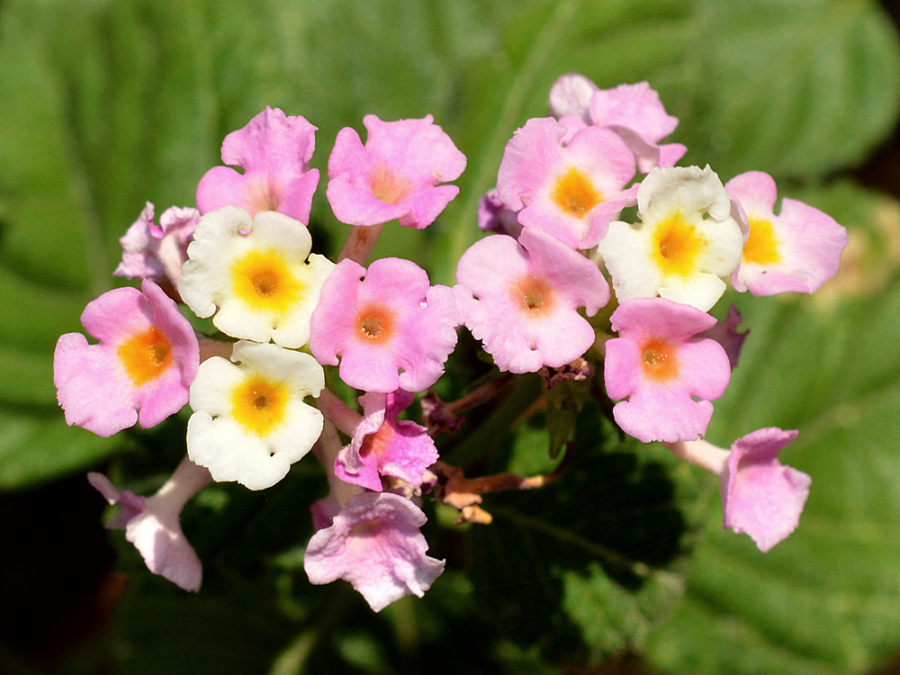 Flowers.jpg
