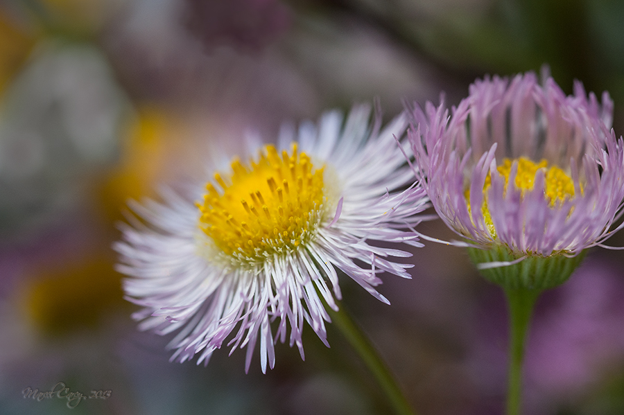 flowers of the day.jpg