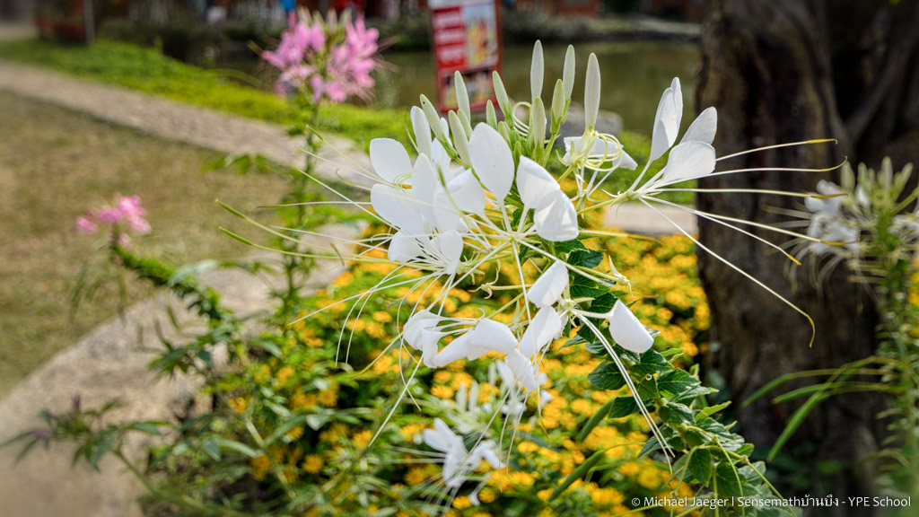 flowers white-1.jpg