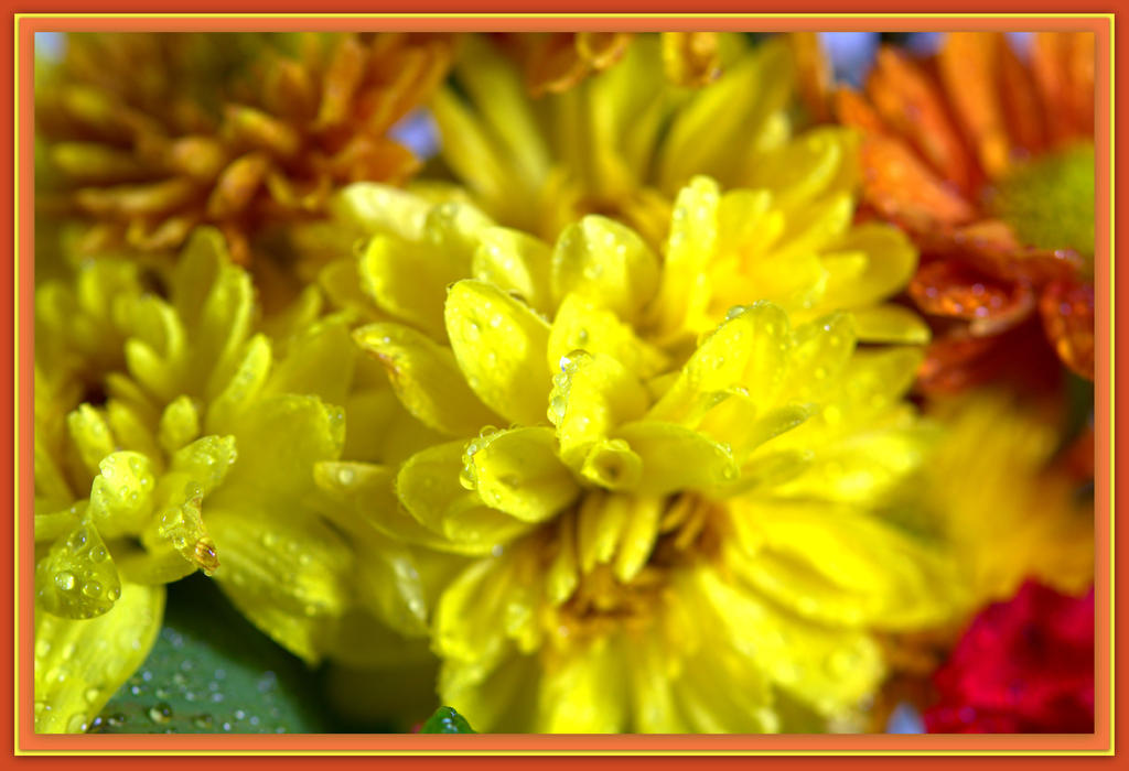 Flowers with Water Drops.jpg