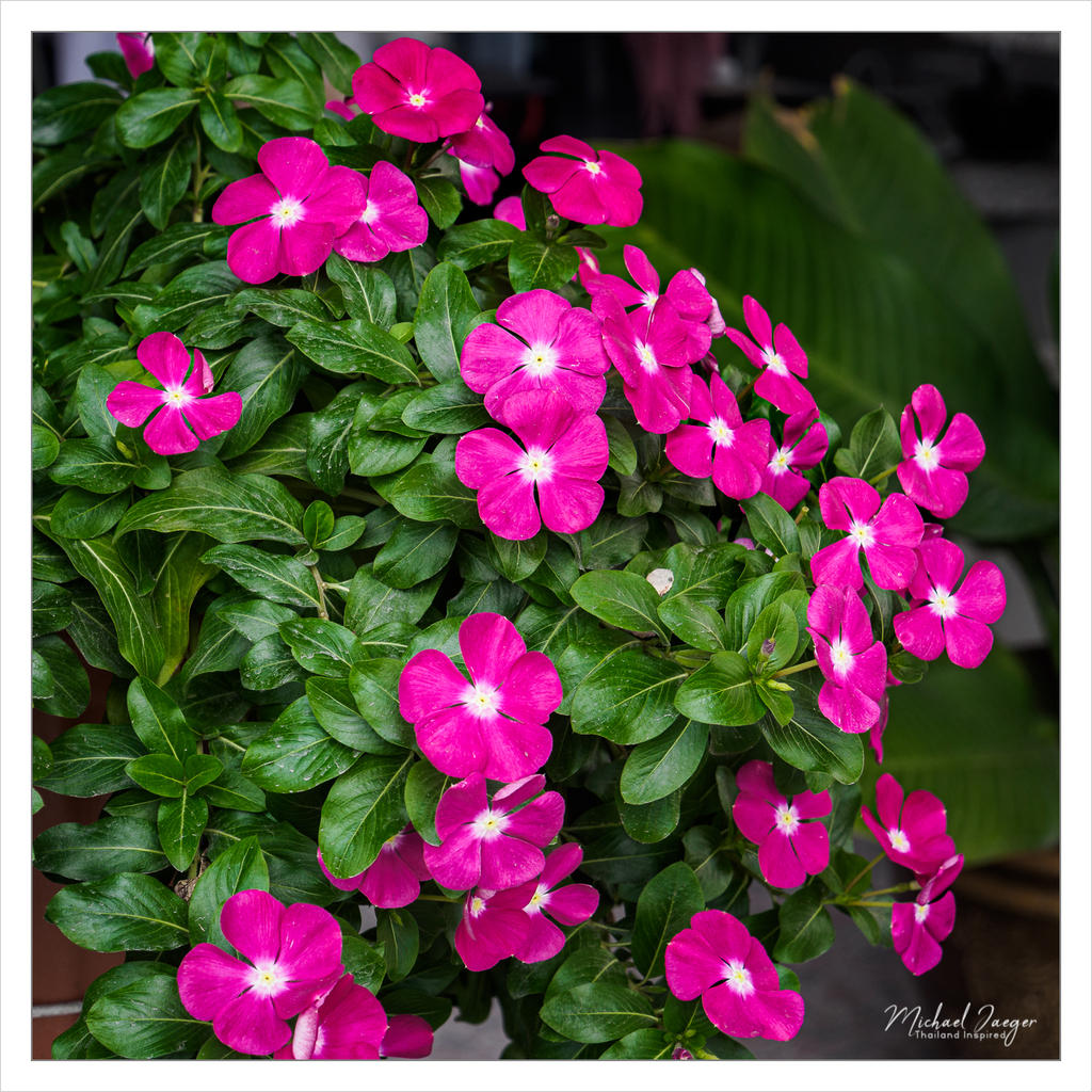 flowers1.jpg
