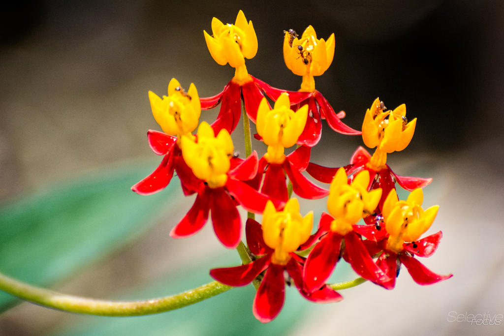 Flowers1.jpg
