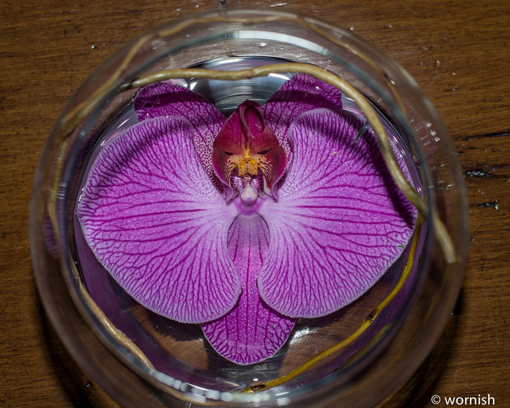Flowers2.jpg
