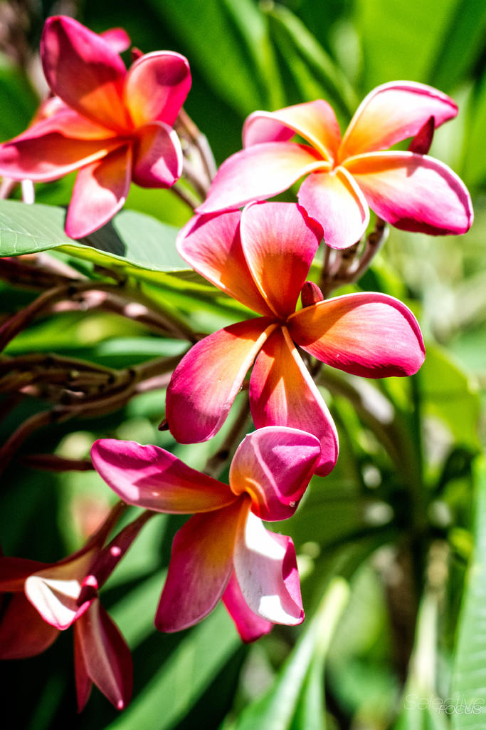 Flowers2.jpg