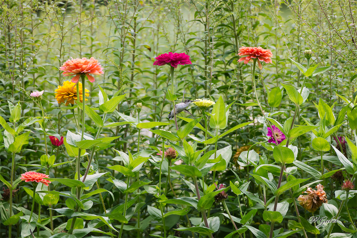 FlowersHummer1453 sm.jpg