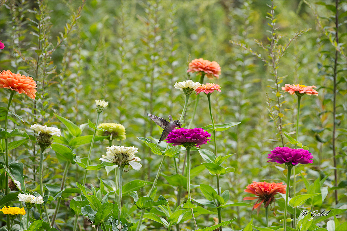 FlowersHummer1474 sm.jpg