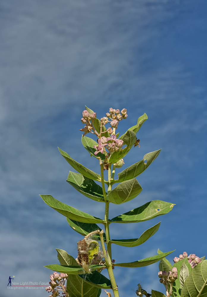 flowersky-1.jpg