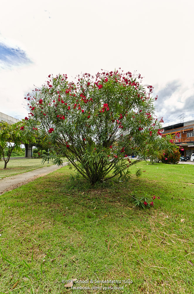 flowertree-1.jpg